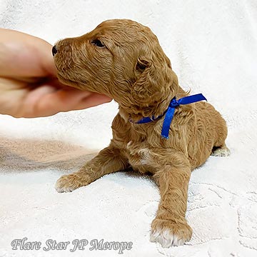 �X�^���_�[�h�v�[�h��